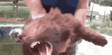 brown-wild-dog-bidz-gifs