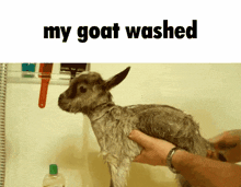 my-goat-washed-my-goat-is-washed