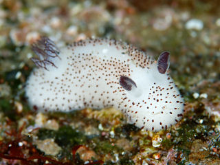 Seabunny