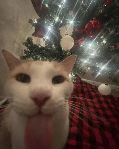 festive_jolly_bleh_cat