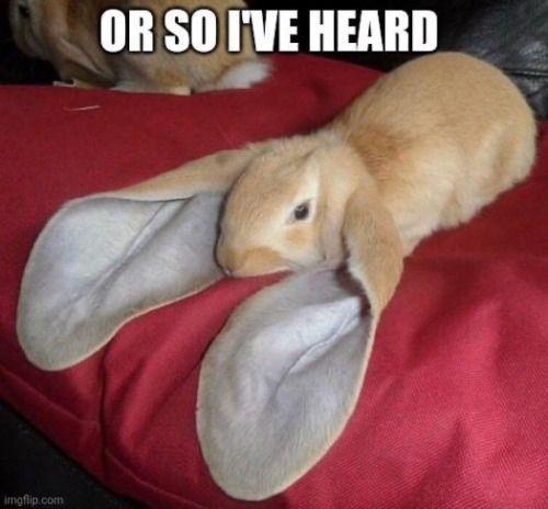 bunny_ears_or_so_ive_heard