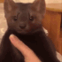 kitty_dead