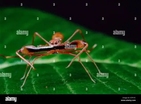 ant like jump