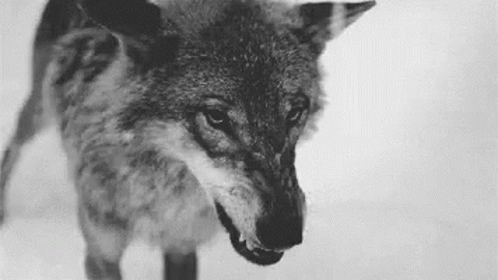 WolfMyReactionToThatInformationGIF