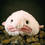 Blob_Fisk