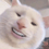 CatLol