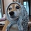 doge