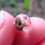 eggbladder