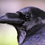 Female_Raven