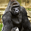 Harambe123