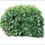 KingBush