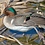 Siberian_Duck