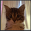 Temcat